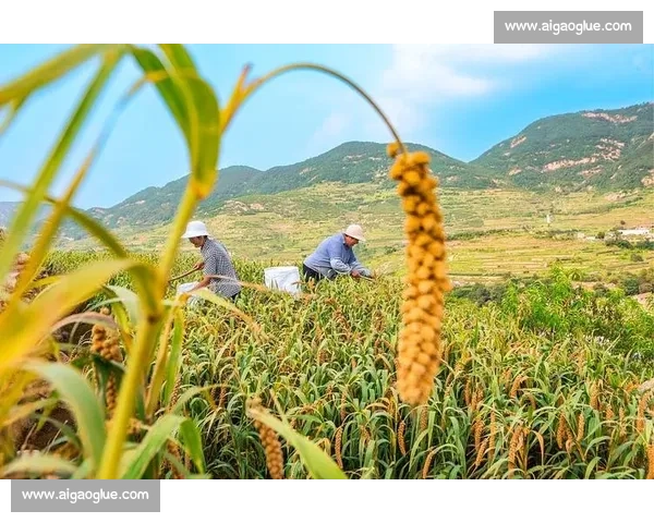 丰收季节晒秋风采大比拼展示农家独特收获美丽景象 丰收季节晒秋风采大比拼展示农家独特收获美丽景象
